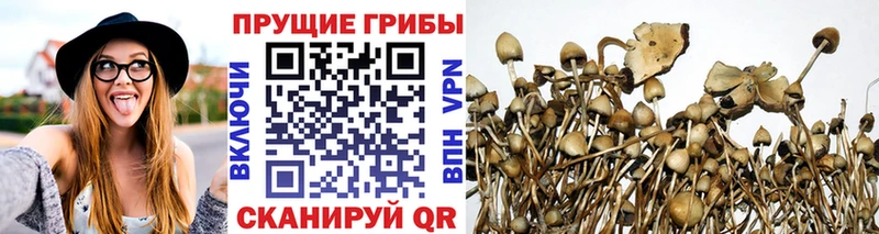 Галлюциногенные грибы Psilocybine cubensis Кинель